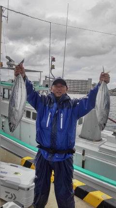 カツオの釣果