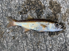 クロムツの釣果