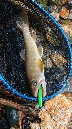 イワナの釣果