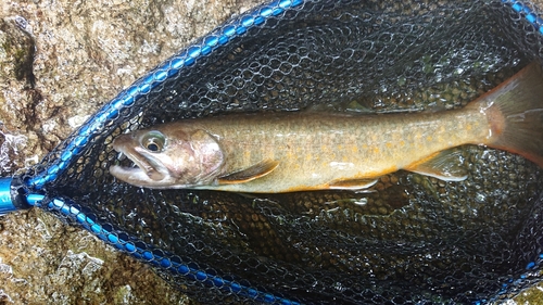 イワナの釣果