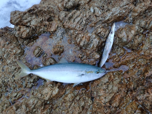 ツバスの釣果