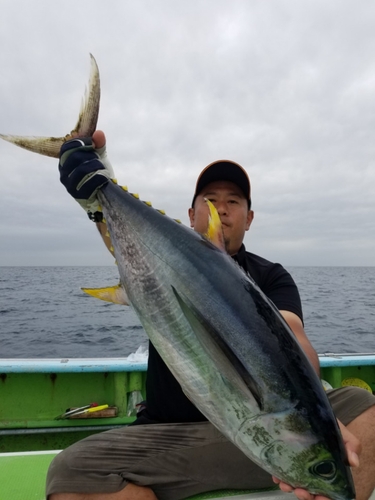 キハダマグロの釣果