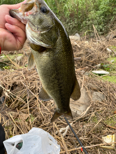 ラージマウスバスの釣果