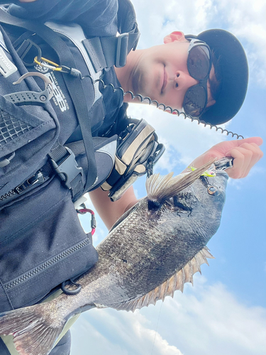 チヌの釣果