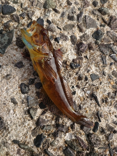 アナハゼの釣果