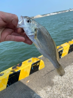 シログチの釣果