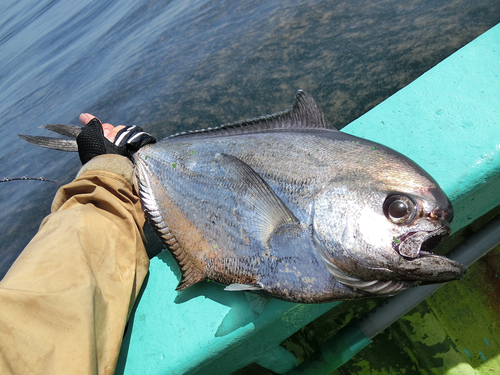 シマガツオの釣果