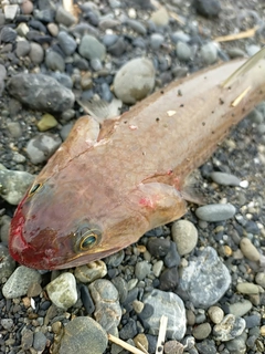 エソの釣果