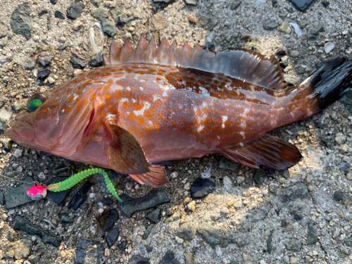 アコウの釣果