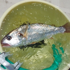 シログチの釣果