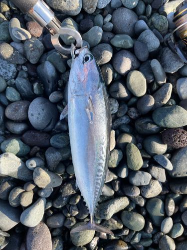 ソウダガツオの釣果