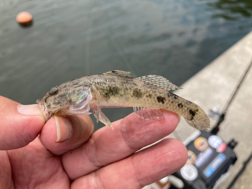 ハゼの釣果