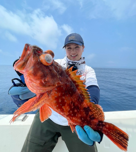 ウッカリカサゴの釣果