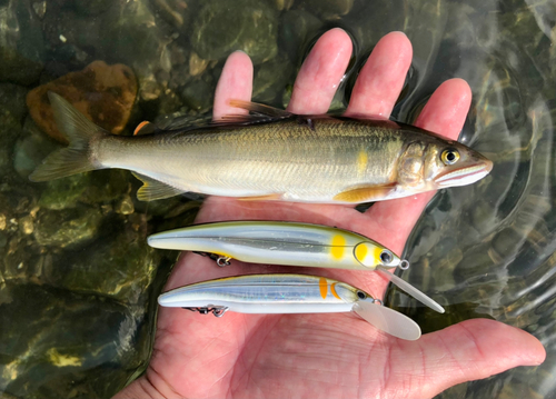 アユの釣果