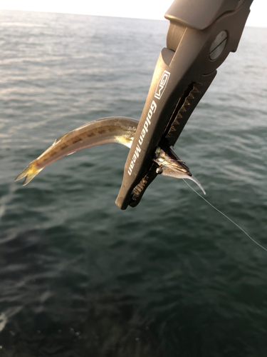 カマスの釣果