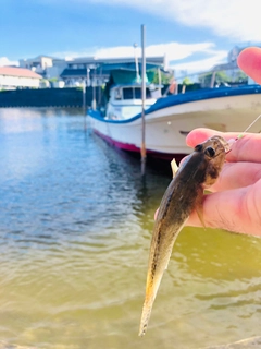 マハゼの釣果