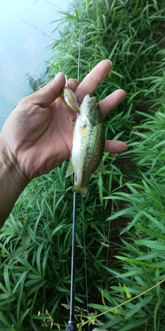 ブラックバスの釣果