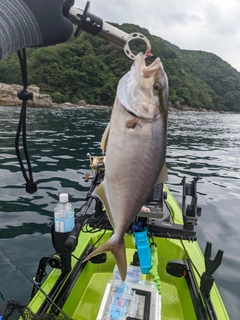 ネリゴの釣果