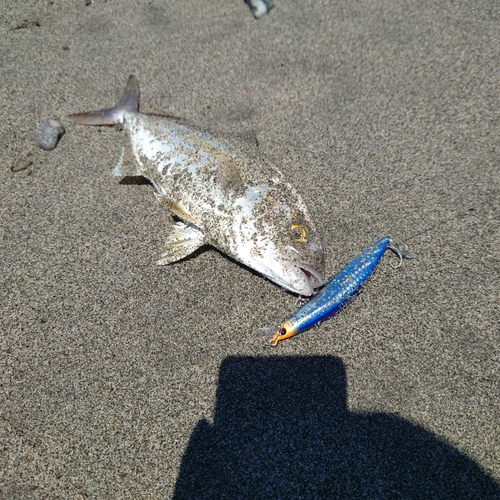 ワカシの釣果