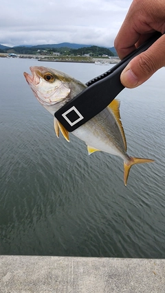 ショゴの釣果