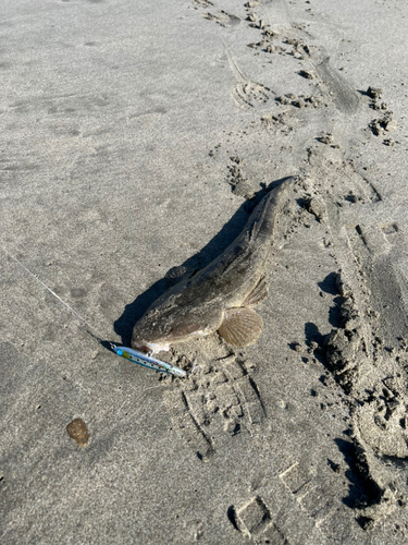 マゴチの釣果