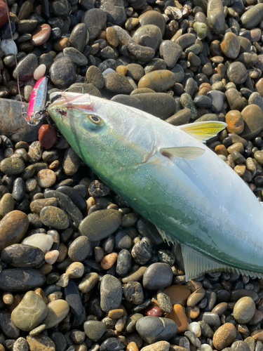 ワカシの釣果