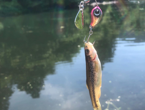 アブラハヤの釣果