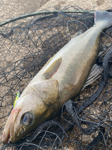 スズキの釣果