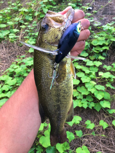 ブラックバスの釣果