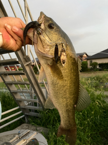 ブラックバスの釣果