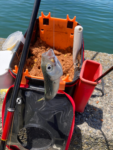 サバの釣果