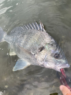 キビレの釣果