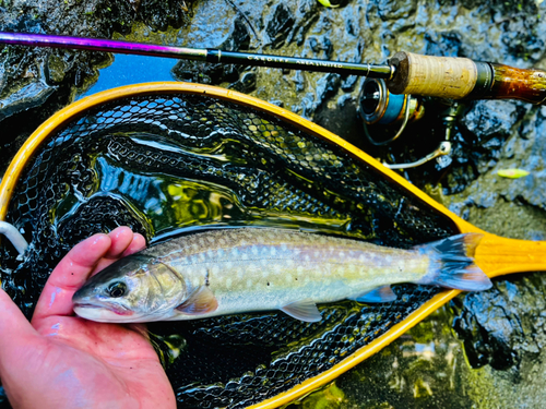 アメマスの釣果