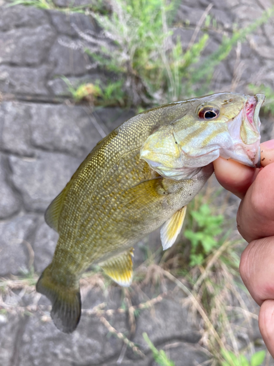 スモールマウスバス