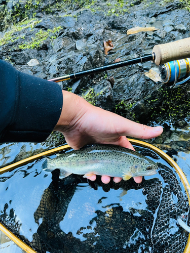 ニジマスの釣果