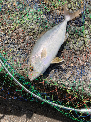 ショゴの釣果