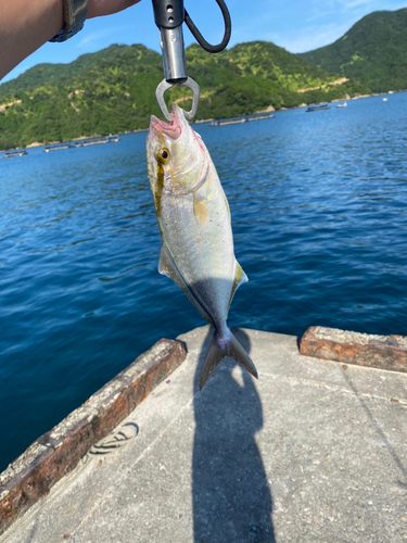 シオの釣果