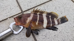 ハタの釣果