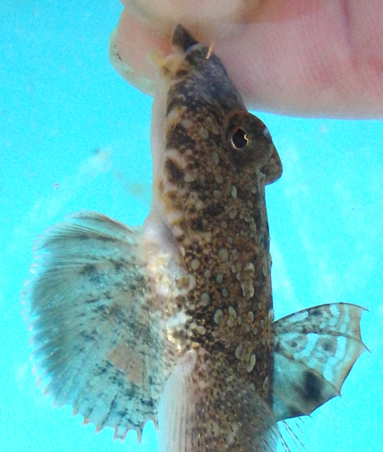 トビヌメリの釣果