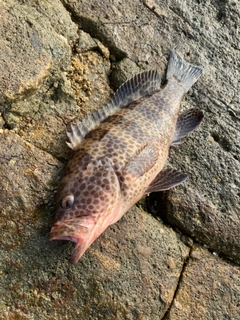 オオモンハタの釣果