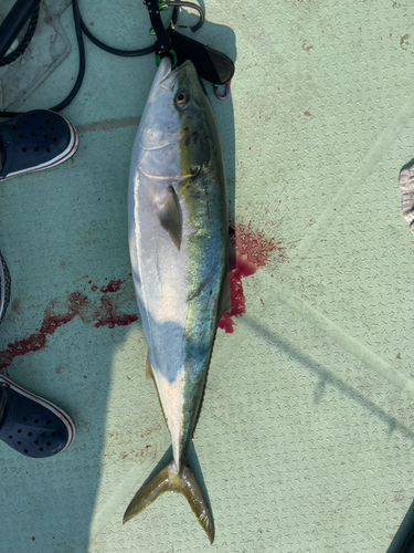 ブリの釣果