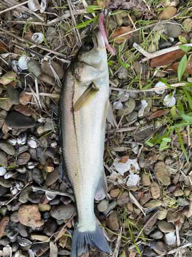 セイゴ（マルスズキ）の釣果