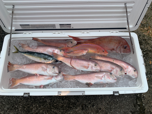 シロアマダイの釣果