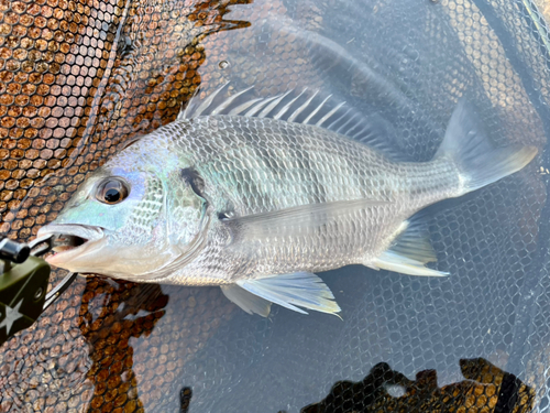 キビレの釣果