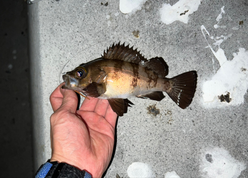 メバルの釣果