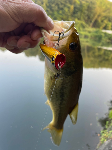 ブラックバスの釣果