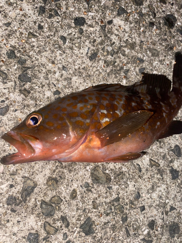 アコウの釣果