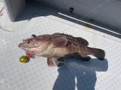 マハタの釣果