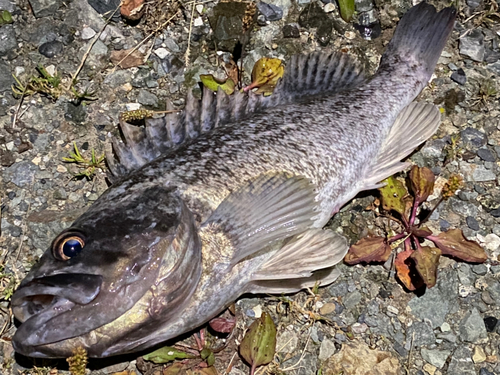 クロソイの釣果