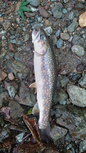 イワナの釣果